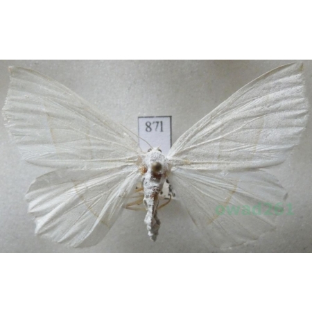 Campaea margaritaria (Linnaeus, 1761) female Ostrolot muszlowiak Czech88l